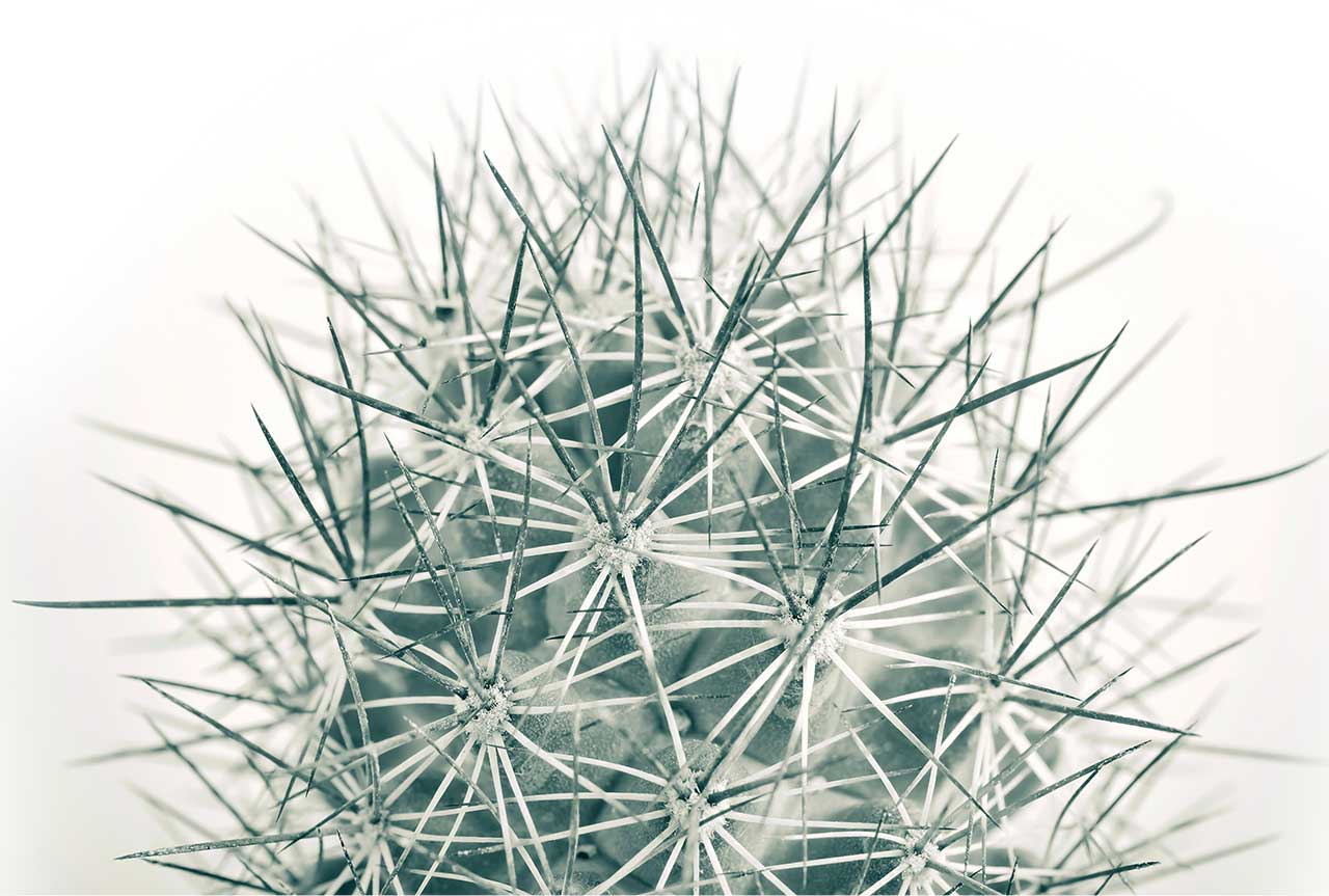 succulents-footer