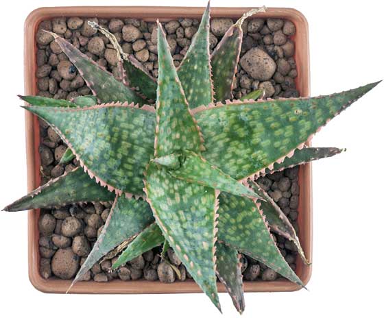 succulents-potted-square