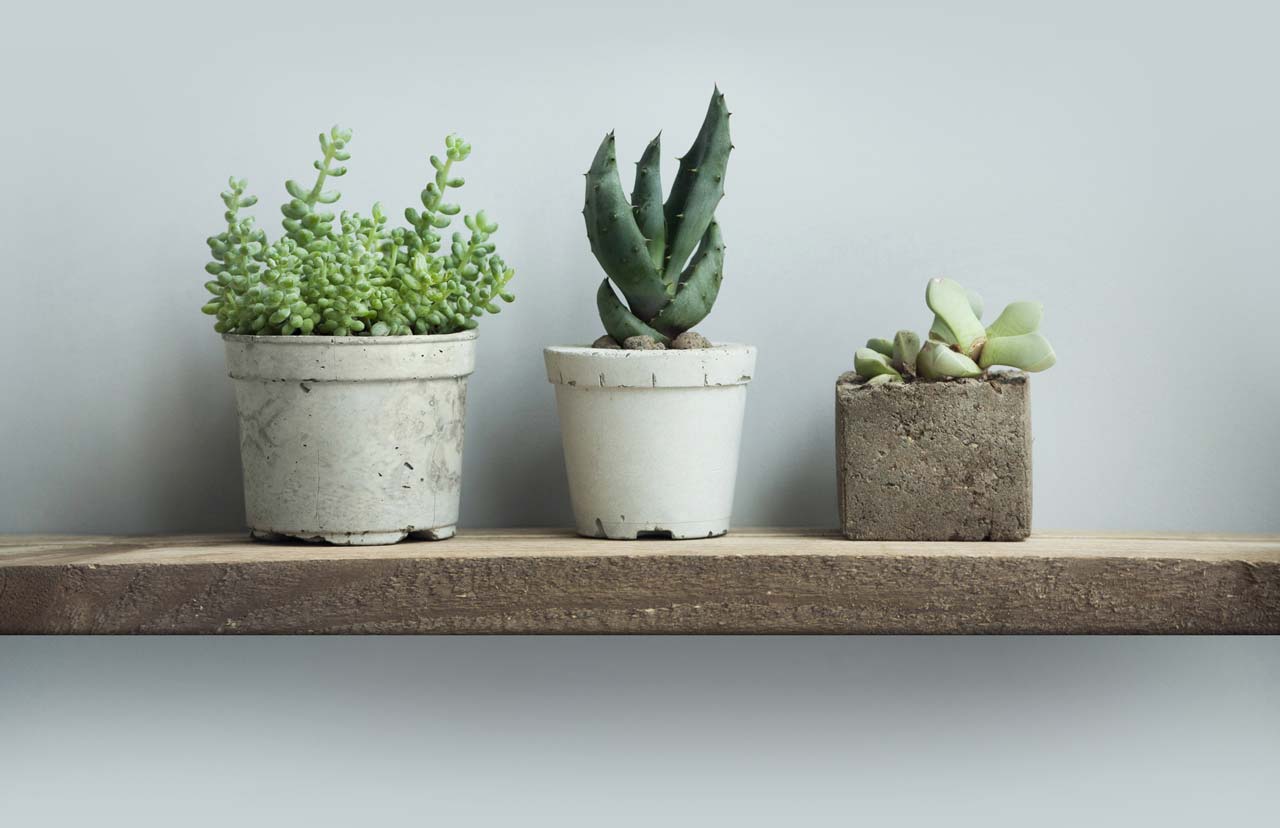 succulents-shelf